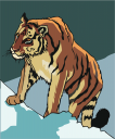 Tiger Clipart