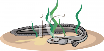 Eel Clipart