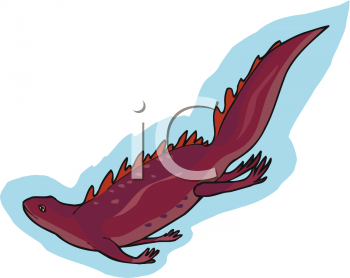 Salamander Clipart