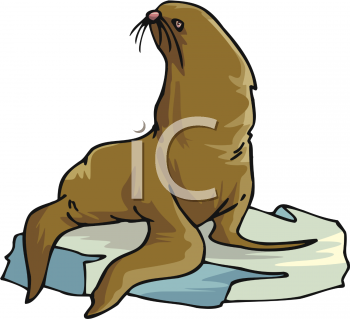 Walrus Clipart