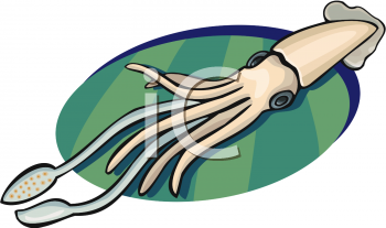 Squid Clipart