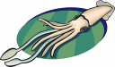 Squid Clipart