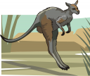 Kangaroo Clipart