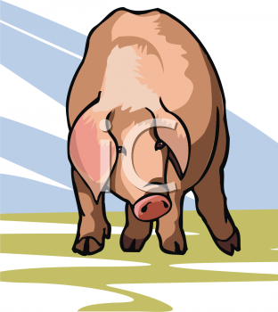 Pig Clipart