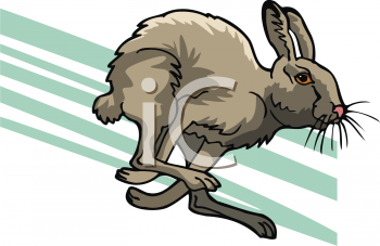 Rabbit Clipart