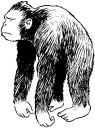 Gorilla Clipart