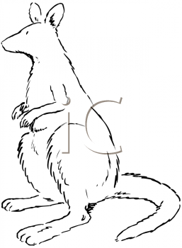 Kangaroo Clipart