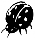 Ladybug Clipart