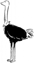 Ostrich Clipart