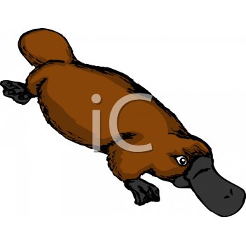 Platypus Clipart