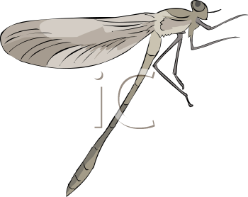 Royalty Free Dragonfly Clipart