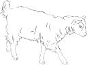 Goat Clipart