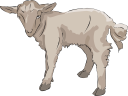 Goat Clipart