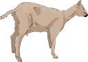 Goat Clipart