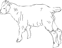 Goat Clipart