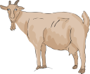 Goat Clipart