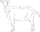 Goat Clipart