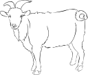 Goat Clipart