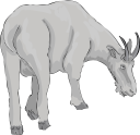 Goat Clipart