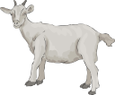 Goat Clipart