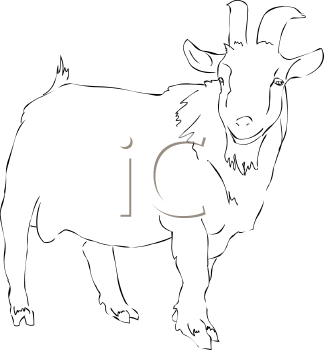 Goat Clipart