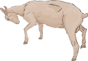 Goat Clipart