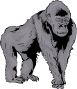 Gorilla Clipart