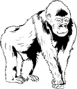 Gorilla Clipart