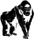 Gorilla Clipart