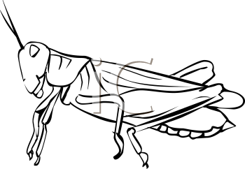 Grasshopper Clipart