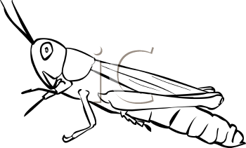 Grasshopper Clipart