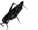 Grasshopper Clipart