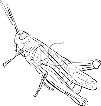 Grasshopper Clipart