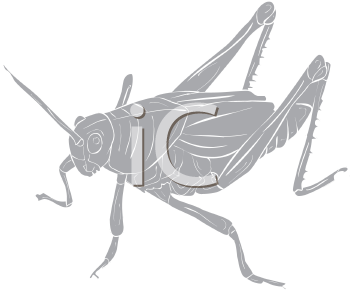 Grasshopper Clipart