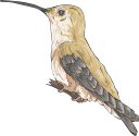 Hummingbird Clipart