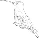 Hummingbird Clipart