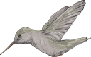 Hummingbird Clipart