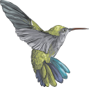 Hummingbird Clipart