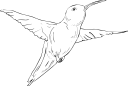 Hummingbird Clipart