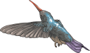 Hummingbird Clipart