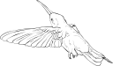 Hummingbird Clipart