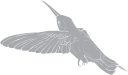 Hummingbird Clipart