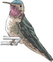 Hummingbird Clipart