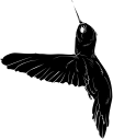 Hummingbird Clipart