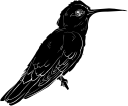 Hummingbird Clipart