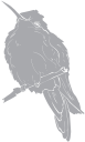 Hummingbird Clipart