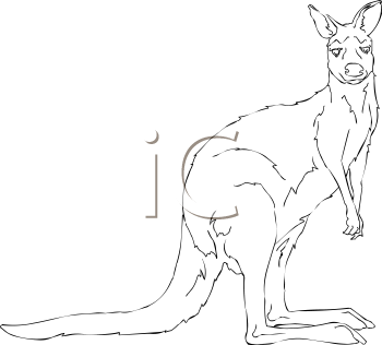 Kangaroo Clipart