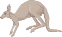 Kangaroo Clipart