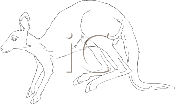 Kangaroo Clipart