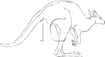 Kangaroo Clipart